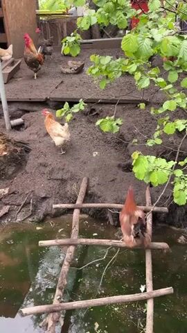The video shows a muddy area with several chickens and roosters, including one rooster prominently standing in the background. The ground is saturated with mud. In the foreground, there's a small pond or puddle of water with a makeshift wooden ladder or bridge-like structure leading across it. A small tree or bush with green leaves partially obstructs the view on the right side. A wooden structure resembling a chicken coop is visible in the background. The video is taken outdoors, likely in a backyard or farm setting.
