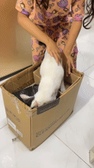 Girl tends to cat during morning routine in Davao City