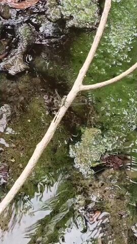 A light-colored twig rests horizontally over a shallow, murky body of water that has green algae or moss growing on its edges and bottom. In the center of the frame, a small, light-colored insect with delicate wings and long legs is perched on the twig. The water is slightly disturbed, with ripples and subtle reflections visible. The surrounding environment appears to be natural, with fallen leaves and debris scattered near the water's edge.