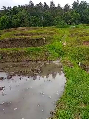 The video shows a rural landscape with terraced fields. The fields appear to be flooded or muddy, indicating they might be rice paddies or recently worked agricultural land. Lush green vegetation, including trees and grass, surrounds the fields. In the background, there are some simple structures that resemble houses or huts. The overall impression is one of a tranquil, agricultural environment.
