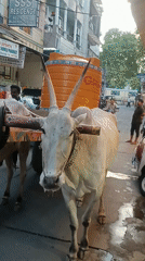 Oxen pull decorated water cart through Puttaparthi streets