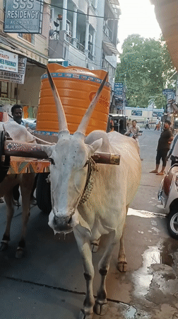 Oxen pull decorated water cart through Puttaparthi streets