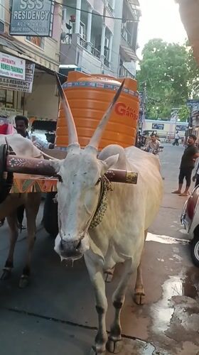 Oxen pull decorated water cart through Puttaparthi streets