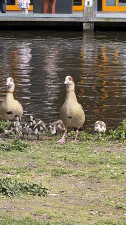Family enjoys pancakes, carriage ride, canal tour in Amsterdam