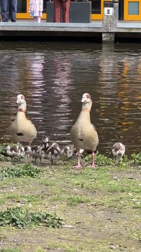 Family enjoys pancakes, carriage ride, canal tour in Amsterdam