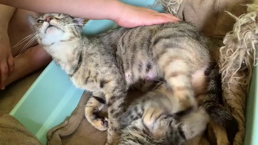 A kitten is nursing from its mother cat. The mother cat is lying on her side in a blue plastic container filled with a brown blanket. A human hand is stroking the mother cat's back. The kittens are small and striped. The mother cat occasionally opens her mouth and appears to be meowing.