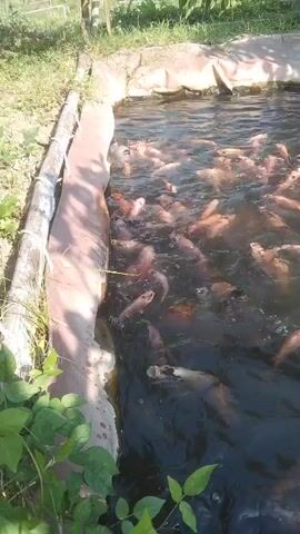 The video shows a fish pond with many tilapia swimming. The pond is constructed with a liner and bamboo poles. There is grass and foliage surrounding the pond. The water is dark and murky, and the fish are a variety of sizes and colors, mostly pink and gray. The fish appear to be agitated and are swimming rapidly, suggesting they are being fed or are anticipating being fed.