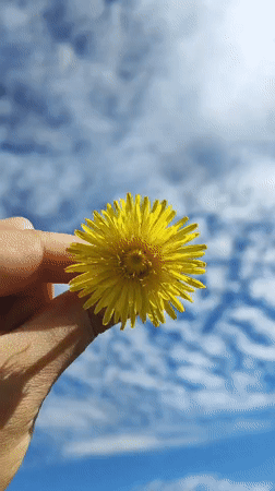 Yellow dandelion held up to a blue sky in Harich