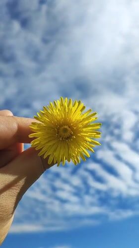 Yellow dandelion held up to a blue sky in Harich