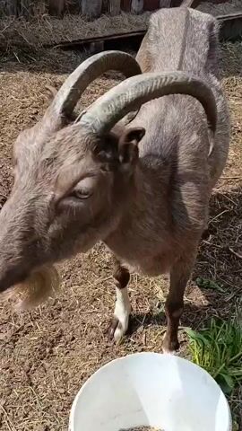 A close-up, low-angle shot shows a light brown goat facing the camera. The goat has curved horns, a tuft of white fur on its chin, and a pink tongue visible in its mouth. It stands on dry, dusty ground with scattered straw, in front of a wooden fence and some hay. A white bucket is partially visible in the lower right corner of the frame. The goat appears to be eating or drinking from the bucket. The lighting suggests it is daytime.