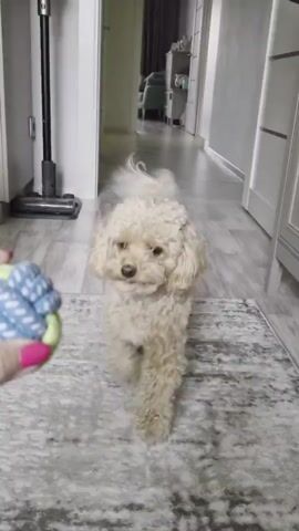 A light-colored poodle stands on a rug in a hallway. A hand holding a toy approaches the dog, which then turns and runs down the hallway. A stick vacuum cleaner is visible in the background.