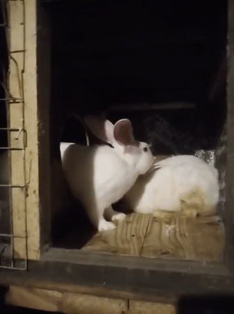 White rabbits in a wooden hutch, Grinăuți, Moldova