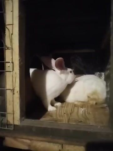 The video shows two white rabbits inside a wooden enclosure. One rabbit is standing and looking towards the viewer, while the other is lying down with its head turned away. The enclosure appears to be dimly lit, with the rabbits illuminated by a light source from the left. The floor of the enclosure is made of wooden planks. The rabbits are white with pink ears.
