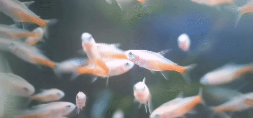 Diverse reef and aquarium marine life across 30 underwater clips