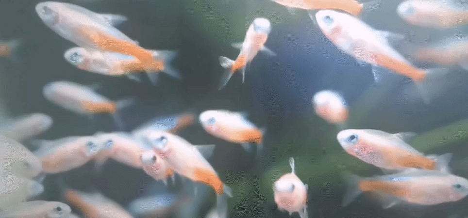 Diverse reef and aquarium marine life across 30 underwater clips