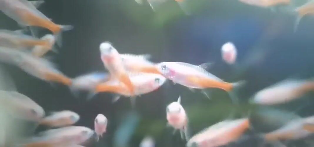 Diverse reef and aquarium marine life across 30 underwater clips