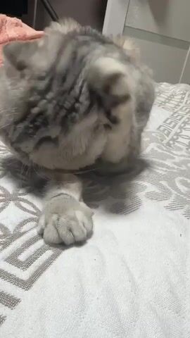 The media file shows a close-up, eye-level shot of a Scottish Fold cat with grey tabby markings. The cat is lying on a bed with a patterned white and grey duvet cover. Its front paws are crossed, and one paw is resting on the duvet. The cat is actively grooming its face with its paw, its head tilted down and to the side. As the video progresses, the cat lifts its head, revealing its expressive yellow eyes and white whiskers. The background is slightly blurred, but suggests an indoor setting, possibly a bedroom, with a hint of a pink object and a white closet or wall visible. The lighting appears to be indoor, likely during the day or evening, given the ambient light. The cat's actions suggest a moment of self-grooming and then a curious gaze upwards, possibly at the person filming. There is no visible text in the media file. The context of Kumertau, Russia, provides a geographical location but no direct visual cues within the video itself. The overall mood is calm and domestic, focusing on the cat's natural behavior.