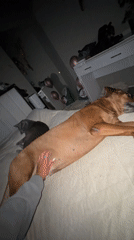 Quiet pet moments captured in Russian village home