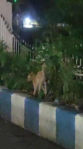 Here is a concise description of the video: 

The video captures a light brown cat walking along a curb. The curb is painted with alternating blue and white squares. Behind the cat, there's a line of green bushes and a white fence.  The scene appears to be at night, illuminated by an overhead light. The cat is the main focus, and it walks slowly, seemingly aware of its surroundings.