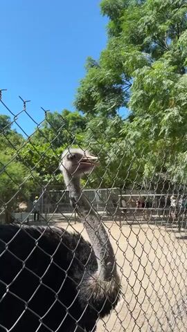 An ostrich stands behind a chain-link fence, its head and long neck extending through the mesh. The ostrich's mouth is open, and it appears to be looking towards the camera. In the background, a clear blue sky is visible above lush green trees. Further back, beyond the fence, other people and possibly other animals can be seen in a zoo-like enclosure. The ground appears to be covered in dirt or sand.