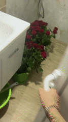 Large red rose bouquets arranged in bathroom, floors in Bulgaria