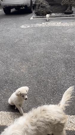 Dogs explore Balinese temple grounds in Kuta Selatan