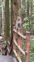 Monkeys spotted in Zhangjiajie National Forest Park, China