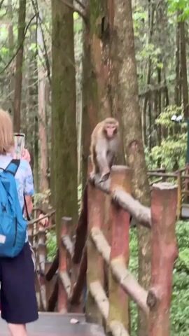 In a medium shot, a monkey perches on a wooden fence along a path in a forest. The monkey, which is light brown and appears to be an adult, sits on the top rail of the fence. People, including a man with a backpack and a person wearing red pants, walk on the path near the fence. Some people are taking photos of the monkey. The forest is dense with tall trees, and the path is lined with wooden railings.