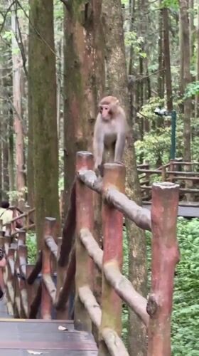 Monkeys spotted in Zhangjiajie National Forest Park, China
