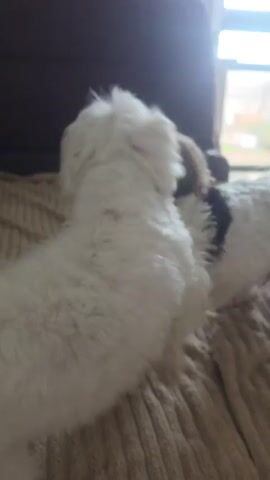 The video shows two small dogs on a bed. The dog in the foreground is white and fluffy, lying down. The dog in the background is smaller with white and tan fur. It is sitting up and panting with its mouth open. The background is blurry and shows a window and a piece of furniture.