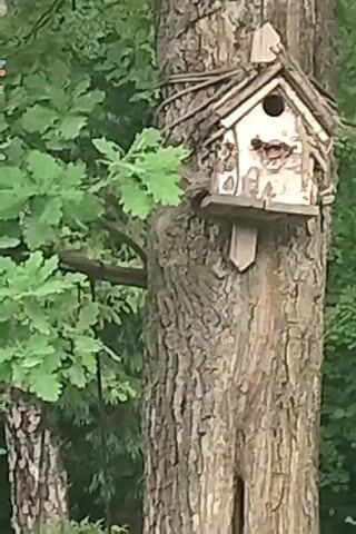 A short video clip focuses on a rustic birdhouse mounted on a large tree trunk. The birdhouse is constructed from wood and twigs, featuring a round entrance hole and a decorative facade. Leaves from an oak tree frame the left side of the shot, providing a natural, outdoor setting. The video shows no people or animals.