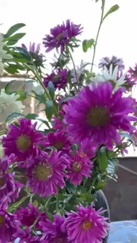 The video shows a bouquet of asters being rinsed under running water. The flowers are predominantly purple and white, with green foliage. They are arranged in a dark-colored vase, likely ceramic or plastic. Water is being sprayed onto the flowers, with visible water droplets on the petals and leaves. The background appears to be an outdoor setting, with a hint of a cloudy sky visible. The lighting is natural and slightly overcast.