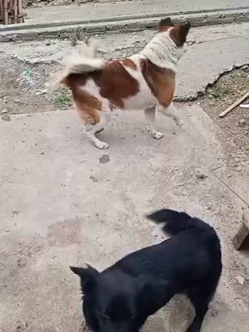 Two dogs are interacting. One dog is predominantly white with brown patches and is standing. The other dog is black and is lower to the ground, appearing to be interacting with the rear of the white and brown dog. The environment appears to be outdoors on a concrete surface with dirt and debris visible. There are some structures in the background that appear to be made of wood and concrete.