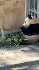 Giant panda eating and resting in Chongqing enclosure