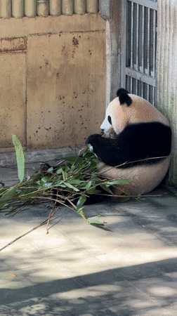 Giant panda eating and resting in Chongqing enclosure