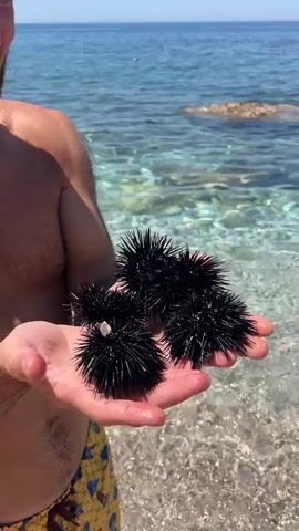A man with a beard, wearing yellow patterned swim shorts and no shirt, stands on a pebble beach next to clear, blue water. He holds several black sea urchins in his cupped hands, showing them to the camera. The sea urchins have sharp spines. The man smiles and then turns, wading into the shallow water. He crouches down and places the sea urchins into the water. He then stands up and turns back towards the camera, holding the empty sea urchins in his hands. The scene appears to be a sunny day.