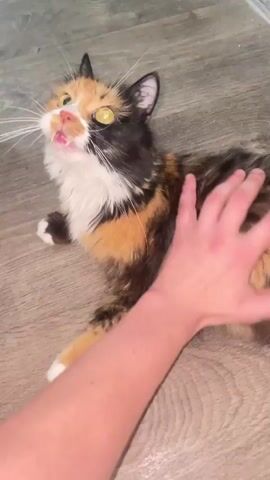 A person's hand pets a calico cat that is lying on a wooden floor. The cat hisses and opens its mouth. The cat then gets up and runs away. The video is shot from a first-person perspective.