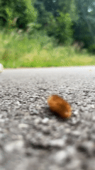 Countryside afternoon in Saint Vith: caterpillars, crops, and a dog walk