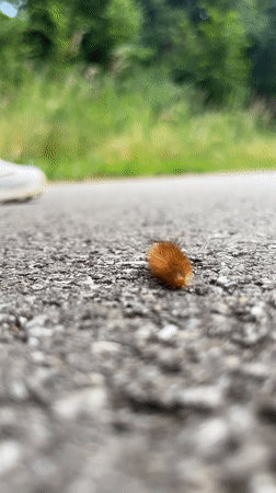 Countryside afternoon in Saint Vith: caterpillars, crops, and a dog walk