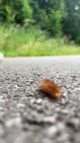 Countryside afternoon in Saint Vith: caterpillars, crops, and a dog walk