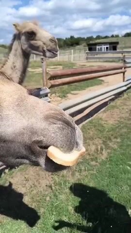 A person's hand pets a camel's head. The camel has a piece of bread in its mouth. Two camels are behind a fence. The sun is shining and the sky is blue with some clouds.