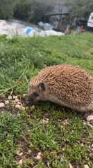 Hedgehog spotted near river in Lukovit, Bulgaria