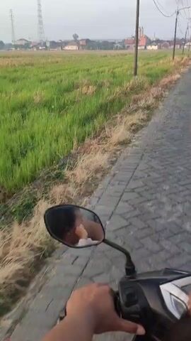 The video begins with a first-person perspective of someone riding a motorcycle. The rider's hands are visible, gripping the handlebars. To the left, a side mirror reflects a young child wearing a white shirt, looking into the mirror. The child's face is visible and appears to be smiling or speaking. To the right of the road, a field of green rice paddies stretches out, bordered by dry grass. In the background, a power line tower and some buildings are visible under a pale sky. The road itself is paved with interlocking concrete blocks. The child's hands are also visible on the handlebars, adding to the sense of the child being a passenger. The audio consists of muffled speech and ambient noise.