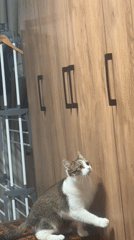 Cats scratch and paw at a wooden wardrobe in Khimki