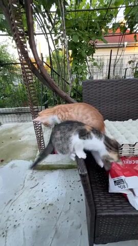 Two cats are on a patio. One cat is orange and is standing on the ground. The other cat is calico and is perched on the back of a brown wicker chair. The calico cat is reaching into a red and white bag on the chair. The patio has a concrete floor and is surrounded by greenery. A fence and a building are visible in the background.