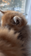 Kittens napping and grooming on cat trees in Zaporizhzhia