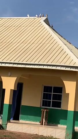 A low-angle medium shot shows the roof of a building. The roof is beige with parallel ridges. A group of six white birds is perched on the peak of the roof. Below the roof is the top of a building with yellow and green painted walls. Two arched doorways, one with a blue curtain, and a window with blue panes are visible. The sky is blue and clear.