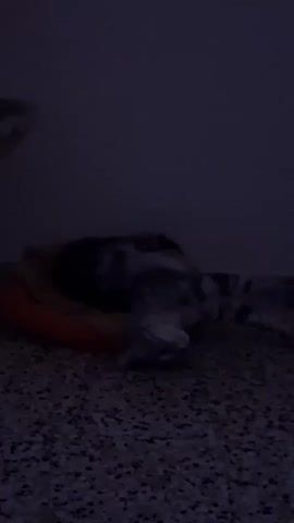 A cat is rolling around on its back in a pet bed in a dimly lit room. The cat is mostly grey and white with dark grey stripes. It is on an orange and yellow pet bed. The floor has a speckled pattern. The wall behind the cat is dark.