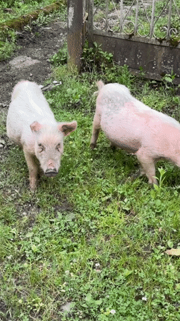 Piglets graze in rural Abkhazia yard and roadside