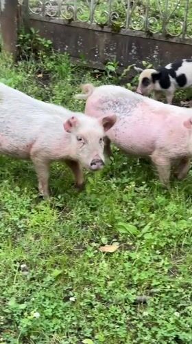 Piglets graze in rural Abkhazia yard and roadside